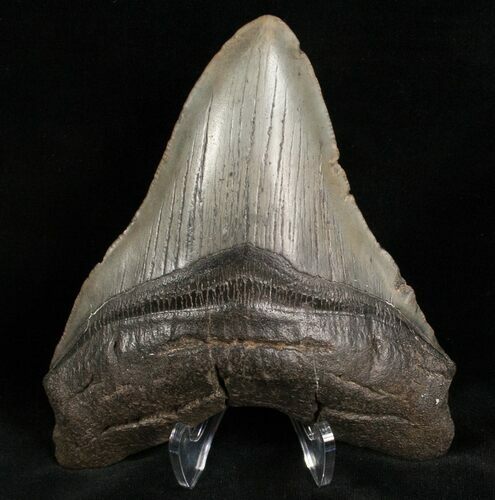 Nice Megalodon Tooth - South Carolina #7482